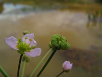 Alisma lanceolatum 7, Slanke waterweegbree, Saxifraga-Rutger Barendse