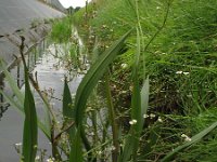 Alisma lanceolatum 8, Slanke waterweegbree, Saxifraga-Rutger Barendse