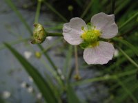 Alisma lanceolatum 9, Slanke waterweegbree, Saxifraga-Rutger Barendse