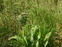 Alisma plantago-aquatica 17, Grote waterweegbree, Saxifraga-Sonja Bouwman