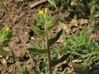 Alkanna lutea 2, Saxifraga-Rutger Barendse