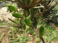 Alkanna lutea 3, Saxifraga-Rutger Barendse