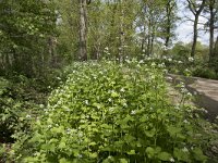 Alliaria petiolata 36, Look-zonder-look, Saxifraga-Willem van Kruijsbergen