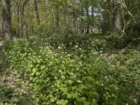 Alliaria petiolata 37, Look-zonder-look, Saxifraga-Willem van Kruijsbergen