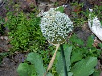 Allium affine