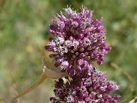 Allium ampeloprasum, Wild Leek