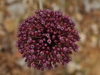 Allium ampeloprasum 3, Prei, Saxifraga-Harry Jans