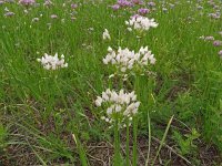 Allium angulosum