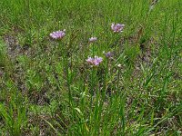 Allium angulosum 3, Saxifraga-Hans Grotenhuis