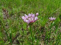 Allium angulosum 4, Saxifraga-Hans Grotenhuis