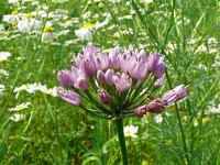 Allium angulosum 5, Saxifraga-Hans Grotenhuis