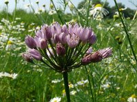 Allium angulosum 6, Saxifraga-Hans Grotenhuis