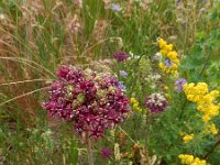 Allium cardiostemon