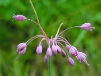 Allium carinatum 10, Berglook, Saxifraga-Ed Stikvoort : jura2010