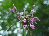 Allium carinatum 11, Berglook, Saxifraga-Ed Stikvoort