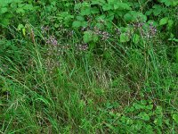 Allium carinatum 12, Berglook, Saxifraga-Ed Stikvoort