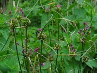 Allium carinatum 14, Berglook, Saxifraga-Ed Stikvoort