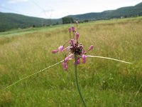 Allium carinatum 3, Saxifraga-Jasenka Topic