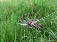 Allium carinatum 4, Saxifraga-Jan Willem Jongepier