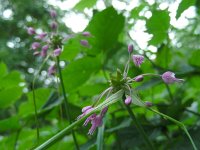 Allium carinatum 5, Berglook, Saxifraga-Ed Stikvoort