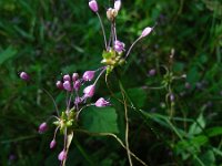 Allium carinatum 6, Berglook, Saxifraga-Ed Stikvoort