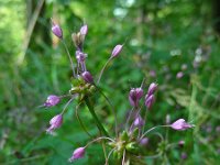 Allium carinatum 7, Berglook, Saxifraga-Ed Stikvoort