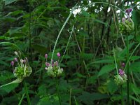 Allium carinatum 8, Berglook, Saxifraga-Ed Stikvoort