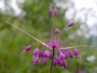 Allium carinatum 9, Berglook, Saxifraga-Ed Stikvoort : jura2010