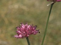 Allium lusitanicum 3, Saxifraga-Jan van der Straaten