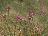 Allium lusitanicum 4, Saxifraga-Jan van der Straaten