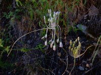 Allium paniculatum 2, Saxifraga-Ed Stikvoort