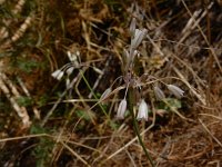 Allium paniculatum 5, Saxifraga-Ed Stikvoort