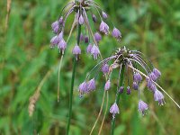 Allium pulchellum