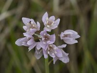 Allium roseum 26, Saxifraga-Willem van Kruijsbergen