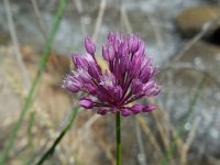 Allium rotundum 5, Ronde look, Saxifraga-Ed Stikvoort