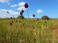 Allium rotundum 7, Ronde look, Saxifraga-Ed Stikvoort