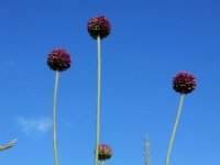 Allium rotundum 9, Ronde look, Saxifraga-Ed Stikvoort