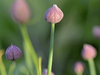 Allium schoenoprasum 43, Bieslook, Saxifraga-Tom Heijnen