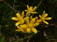 Allium scorzonerifolium