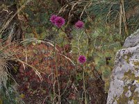 Allium sphaerocephalon, Round-headed Leek