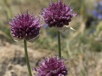 Allium sphaerocephalon 16, Kogellook, Saxifraga-Willem van Kruijsbergen