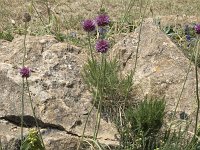 Allium sphaerocephalon 17, Kogellook, Saxifraga-Willem van Kruijsbergen