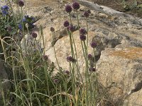 Allium sphaerocephalon 18, Kogellook, Saxifraga-Willem van Kruijsbergen