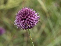 Allium sphaerocephalon 20, Kogellook, Saxifraga-Willem van Kruijsbergen