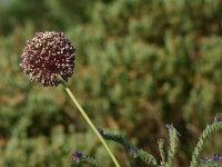 Allium sphaerocephalon 4, Kogellook, Saxifraga-Dirk Hilbers