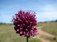 Allium sphaerocephalon 5, Kogellook, Saxifraga-Jasenka Topic