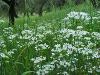 Allium subhirsutum 6, Saxifraga-Ed Stikvoort