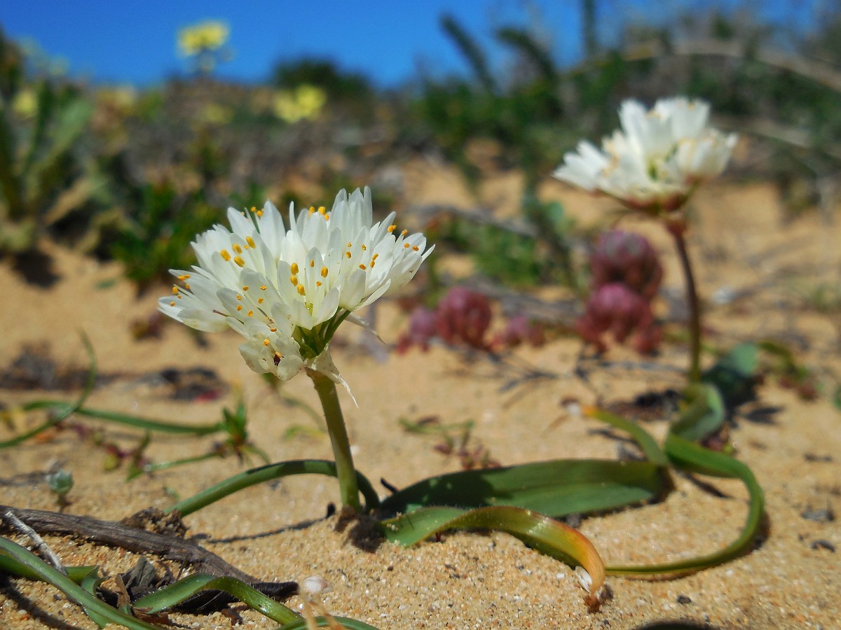 TÌNH YÊU CÂY CỎ ĐV 9 - Page 28 Allium%20subvillosum%207%2C%20Saxifraga-Ed%20Stikvoort