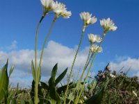 Allium subvillosum 10, Saxifraga-Ed Stikvoort