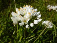 Allium subvillosum 16, Saxifraga-Ed Stikvoort